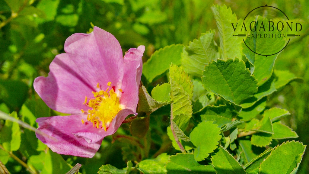 Alberta's Wild Rose Vagabond Expedition